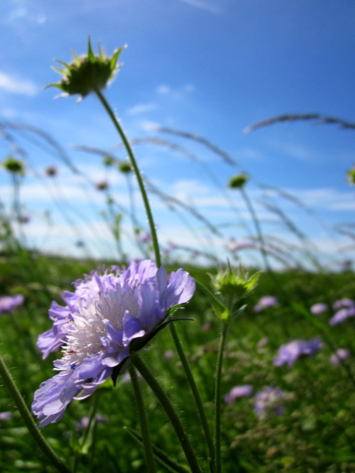 20130602Knautia_arvensis3