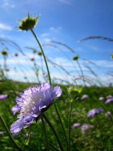 20130602Knautia_arvensis3