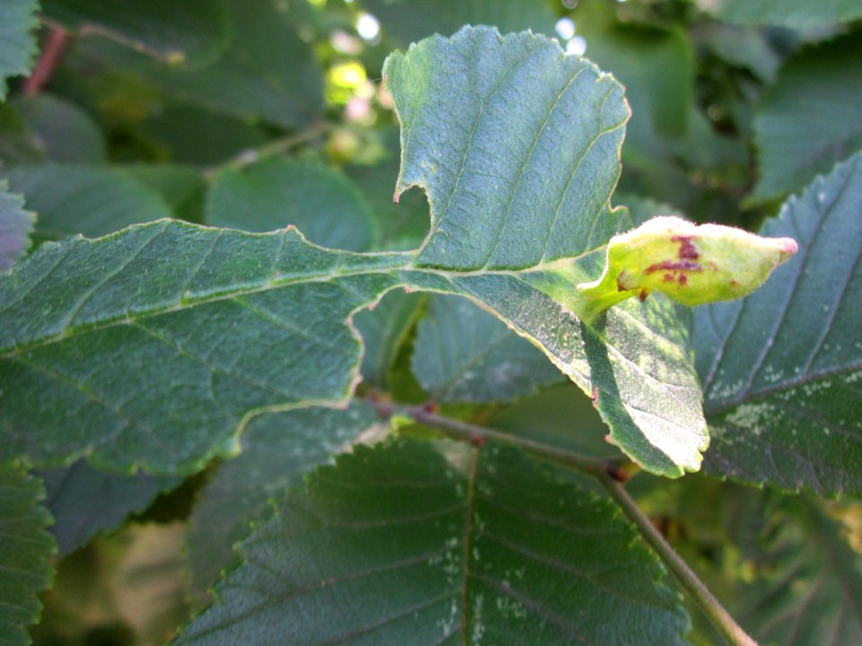20130618Bergulme_Schwetzinger_Hardt1