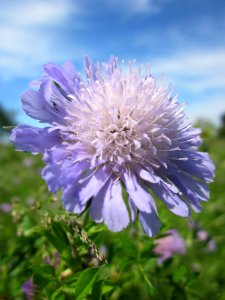 20130602Knautia_arvensis4