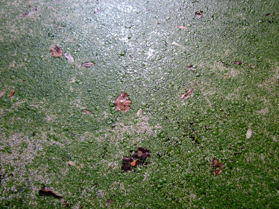 20130710Wasserloch_Schwetzinger_Hardt4