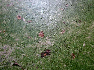 20130710Wasserloch_Schwetzinger_Hardt4