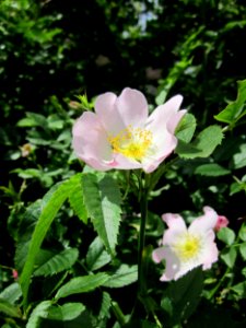 20130602Rosa_canina2