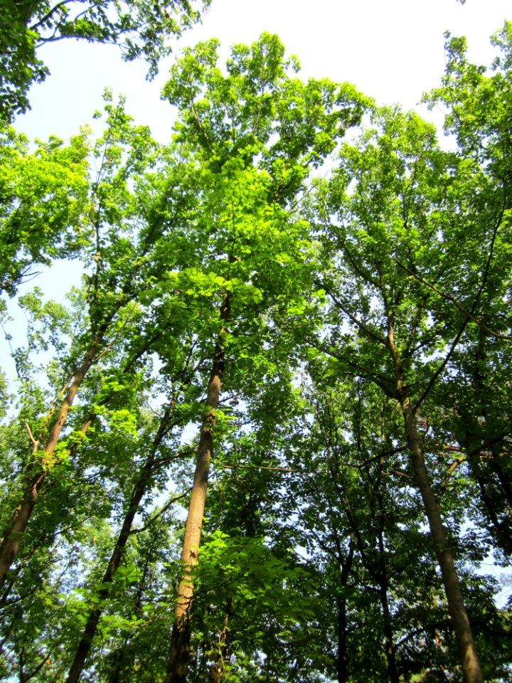 20130710Roteiche_Schwetzinger_Hardt1