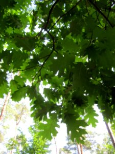 20130710Roteiche_Schwetzinger_Hardt5