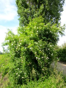20130602Wildrose_Altlussheim1