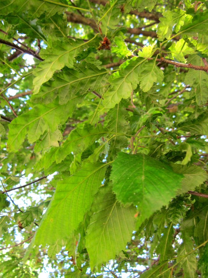 20130613Carpinus_betulus_quercifolia_Staden5