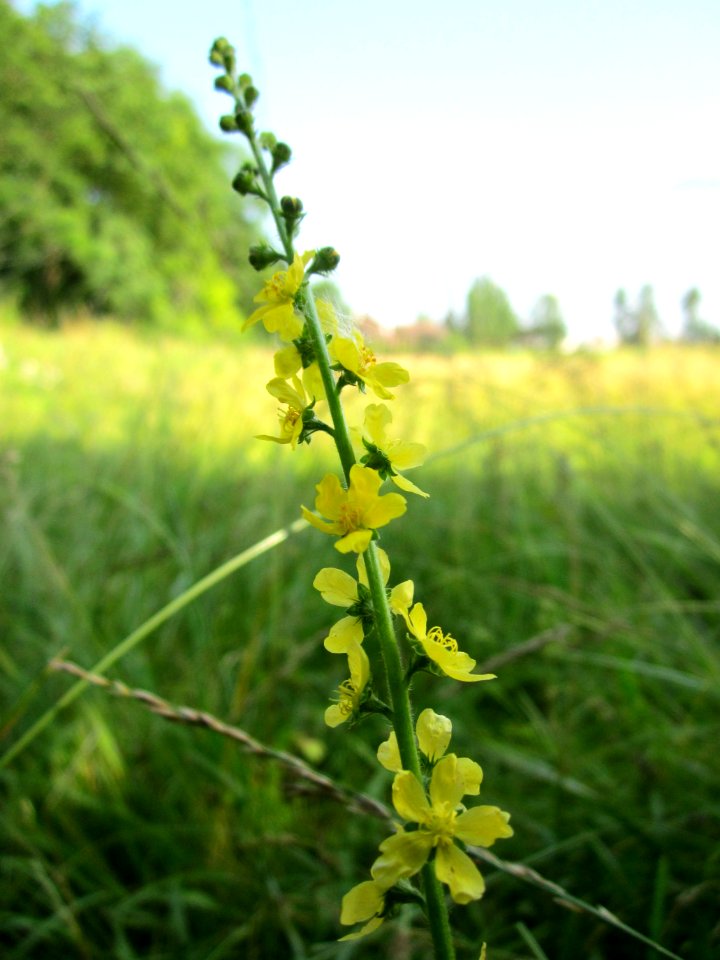 20130706Odermennig_Hockenheim01