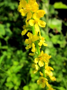 20130706Odermennig_Hockenheim11
