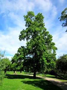 20130613Tulpenbaum_Saarbruecken1
