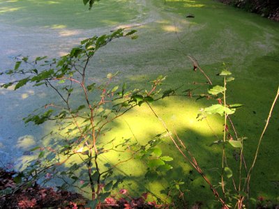 20130710Wasserloch_Schwetzinger_Hardt1
