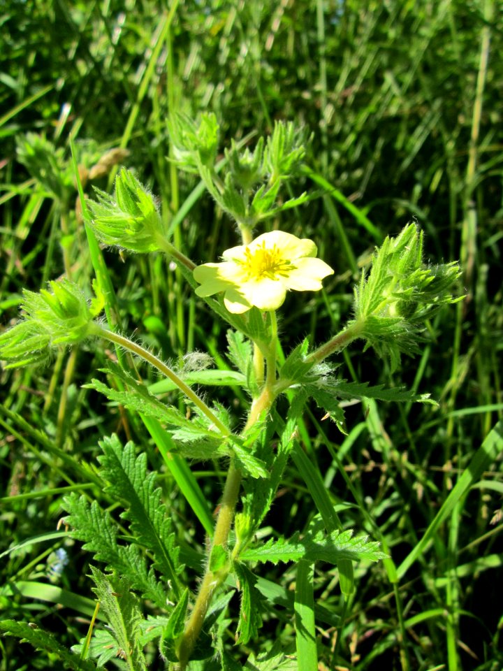 20130616Fingerkraut_Horststuecker1