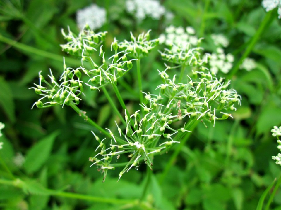 20130614Giersch_Marlach4
