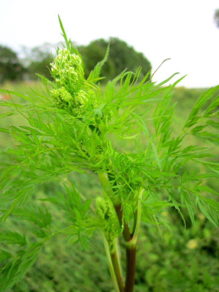 20130614Kaelberkropf_Alter_Kraichbach4