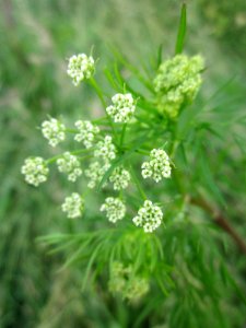 20130614Kaelberkropf_Alter_Kraichbach6