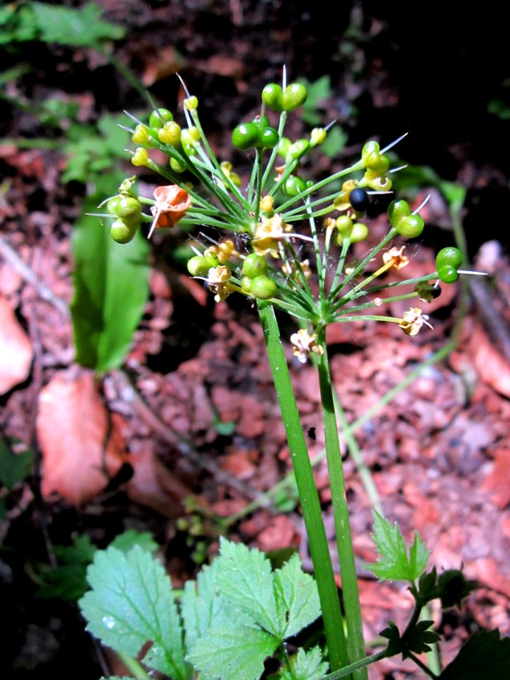 20130619Baerlauch_Schwetzinger_Hardt2