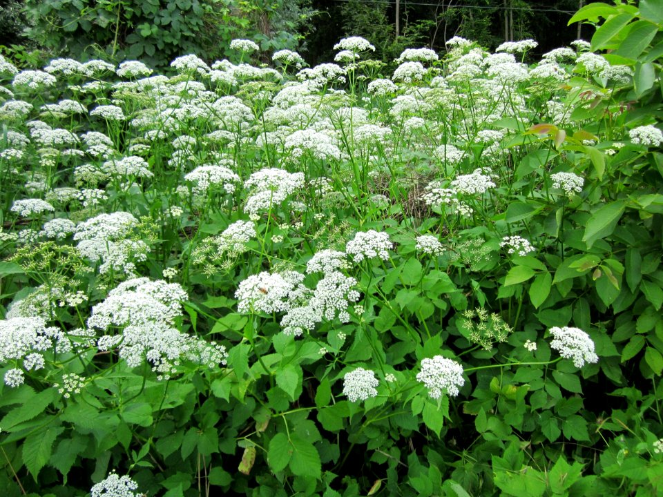 20130614Giersch_Marlach1