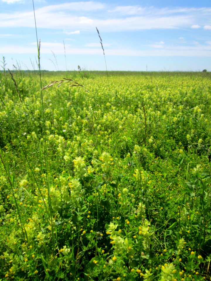 20130602Rhinanthus_alectorolophus1