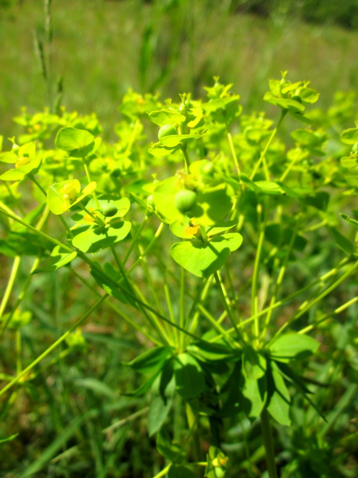 20130619Euphorbia_seguieriana_Schwetzinger_Hardt2