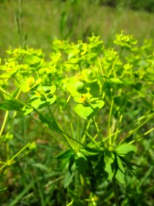 20130619Euphorbia_seguieriana_Schwetzinger_Hardt2