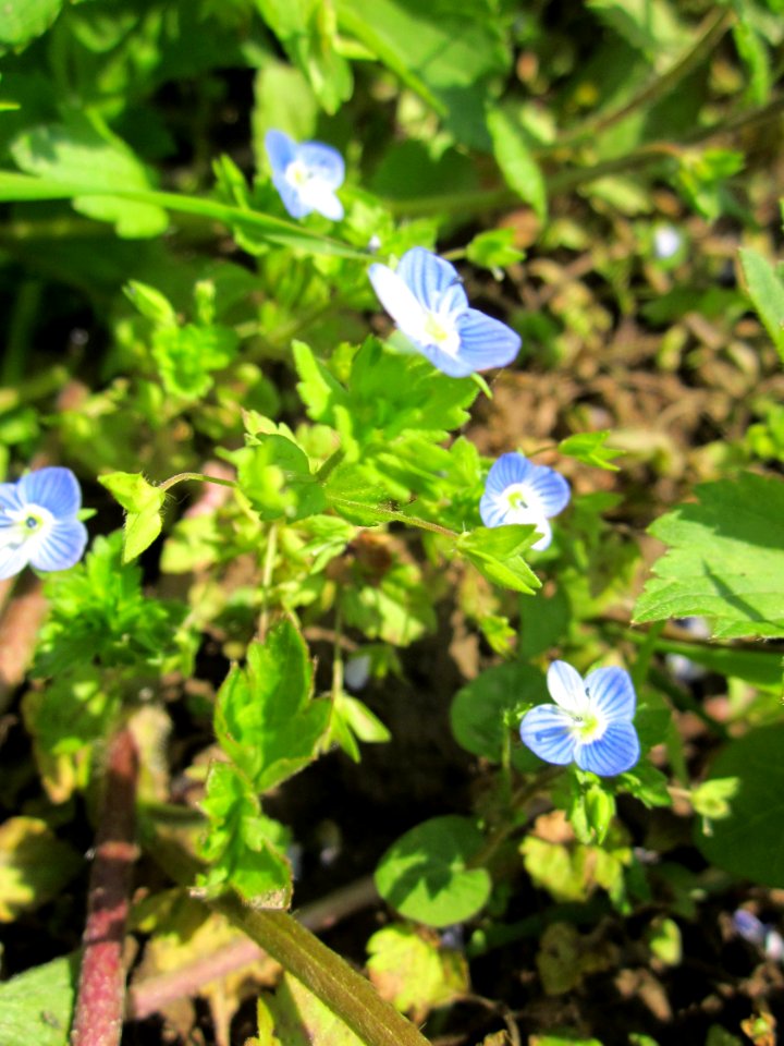 20130604Veronica_persica1