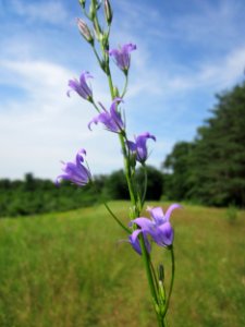 20130619Glockenblume_Schwetzinger_Hardt1