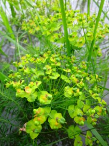 20130603Wolfsmilch_Altlussheim2