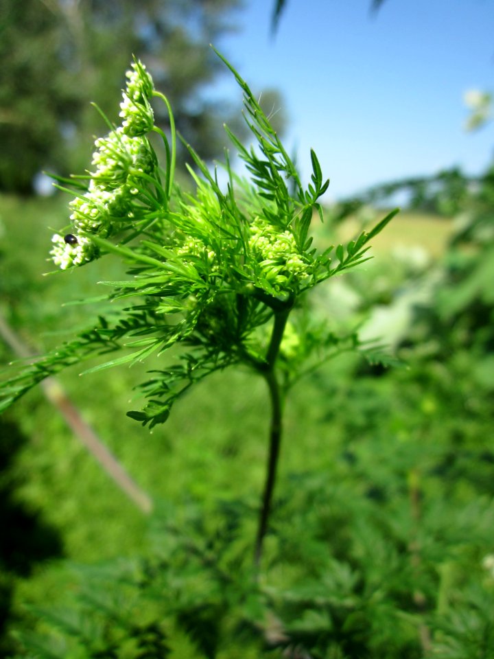 20130620Kaelberkropf_Hockenheim4
