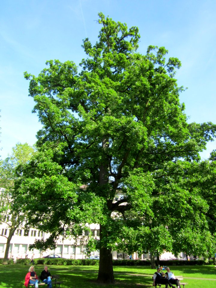 20130605Eiche_Karlsruhe2