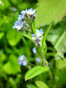 20130603Vergissmeinnicht_Hockenheim1