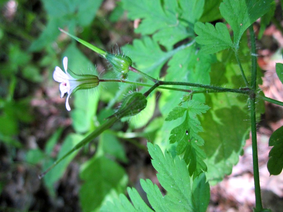 20130619Ruprechtskraut_Schwetzinger_Hardt