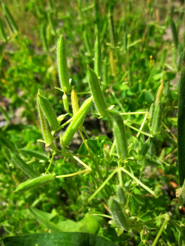 20130618Oxalis_stricta2