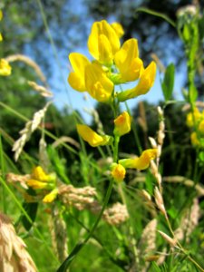 20130619Platterbse_Schwetzinger_Hardt