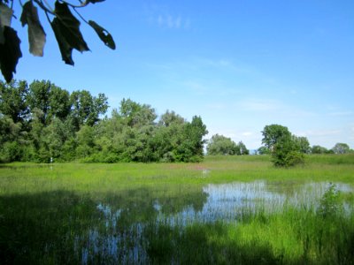 20130604Rheinflut_Herrenteich05