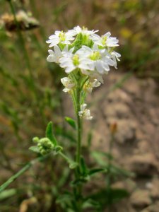 20130619Berteroa_incana