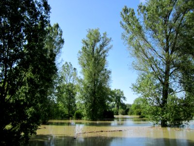 20130604Rheinflut_Herrenteich07