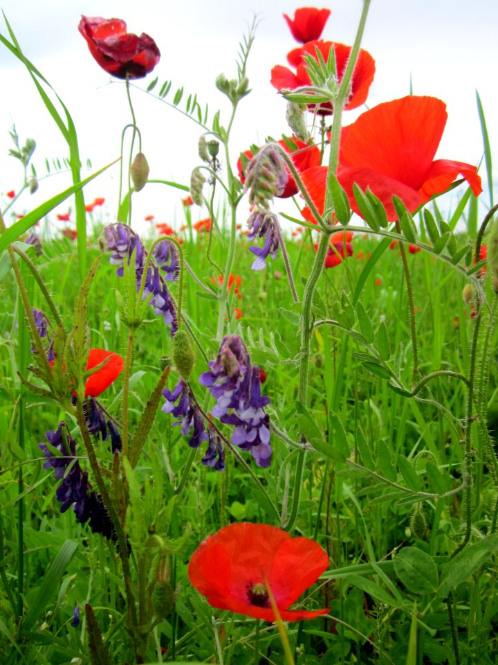 20130603Klatschmohn_Vogelwicke_Neulussheim