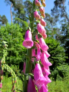 20130618Roter_Fingerhut_Schwetzinger_Hardt10