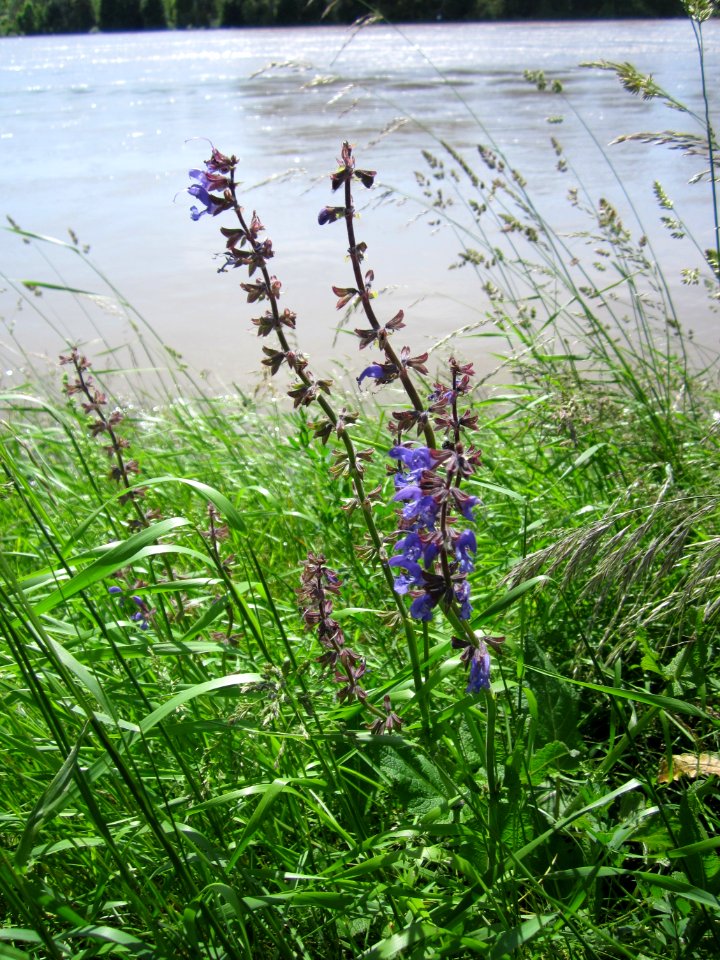 20130602Wiesensalbei_Altlussheim1