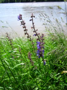 20130602Wiesensalbei_Altlussheim1