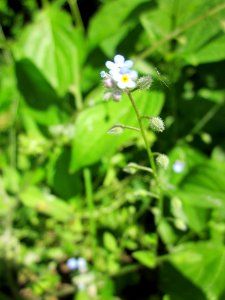 20130617Vergissmeinnicht_Schwetzinger_Hardt