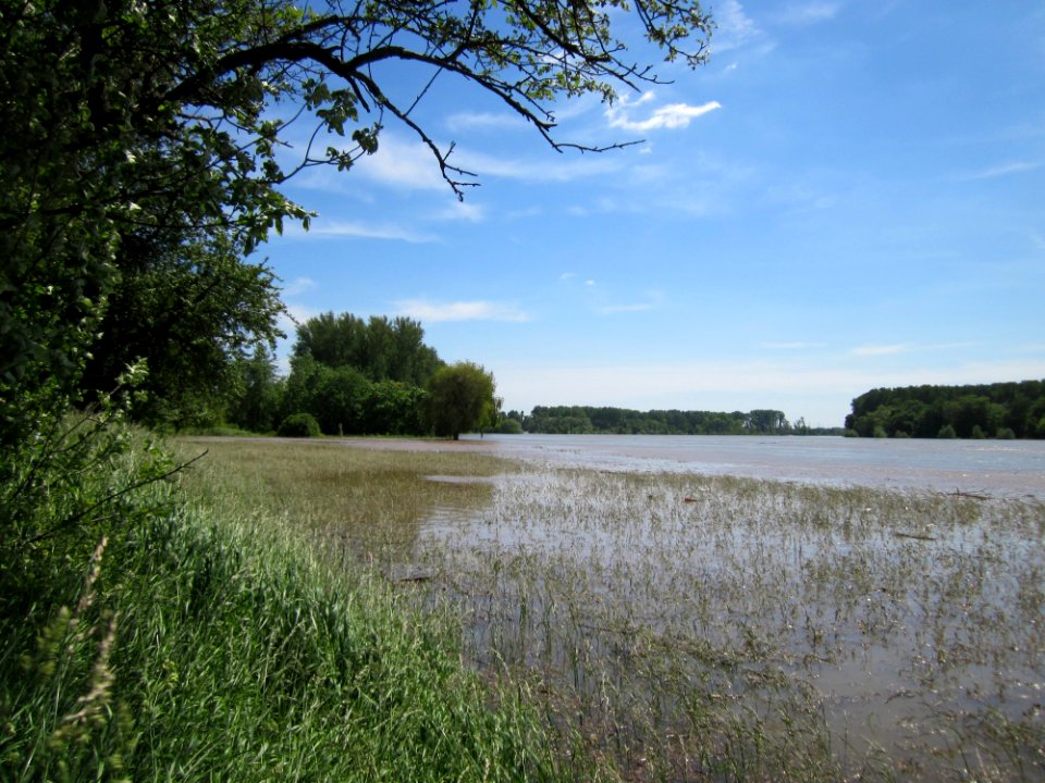 20130602Rheinhochwasser_Altlussheim04