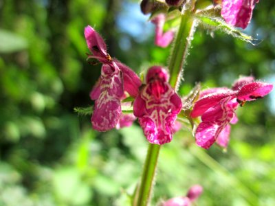 20130617Wald-Ziest_Schwetzinger_Hardt4