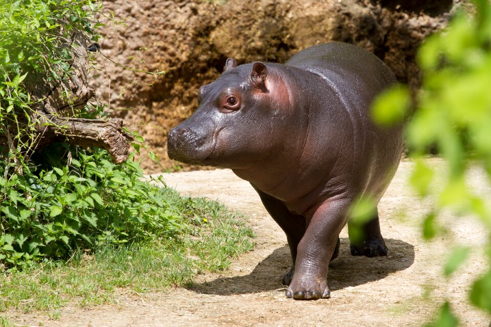 Zoo young hippo hippo