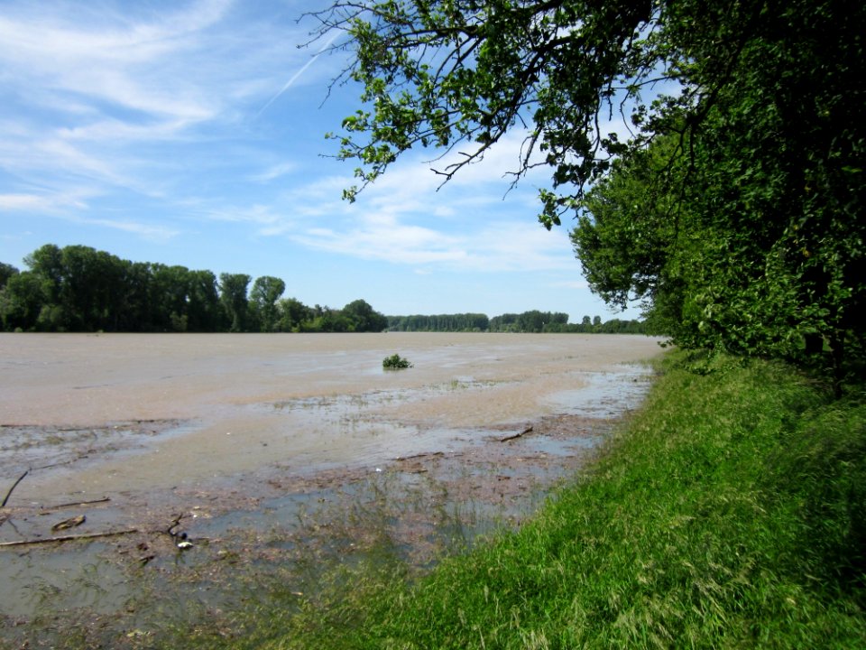 20130602Rheinhochwasser_Altlussheim03