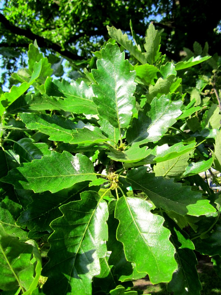 20130605Eiche_Karlsruhe3