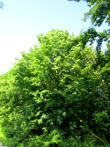 20130617Winterlinde_Schwetzinger_Hardt1