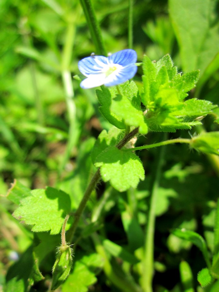 20130604Veronica_persica2