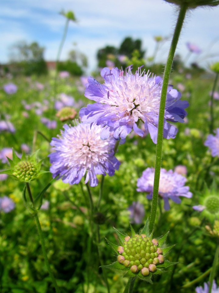 20130602Knautia_arvensis7