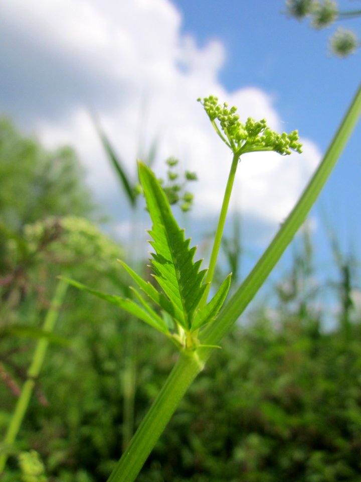 20130607Aegopodium_podagraria5